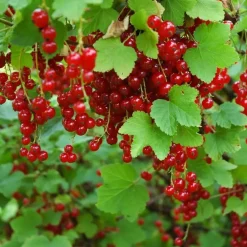 Plant in a Box Aalbes - Set van 3 - Ribes rubrum - Hoogte 25-40cm - ⌀9cm