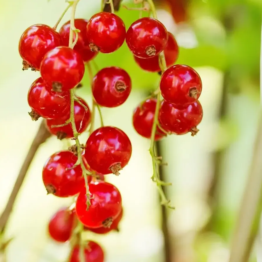 Plant in a Box Aalbes - Set van 3 - Ribes rubrum - Hoogte 25-40cm - ⌀9cm