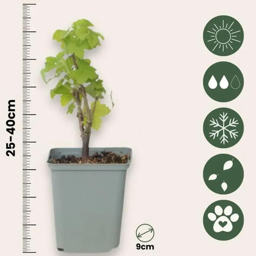 Plant in a Box Aalbes - Set van 3 - Ribes rubrum - Hoogte 25-40cm - ⌀9cm