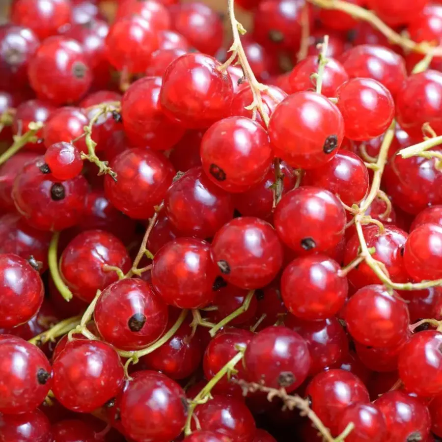 Plant in a Box Aalbes - Set van 3 - Ribes rubrum - Hoogte 25-40cm - ⌀9cm