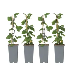 Planten|Bomen-Plant in a Box Aalbes - Set van 4 - Ribes rubrum 'Jonkheer van Tets' - Hoogte 50-60cm - ⌀15cm
