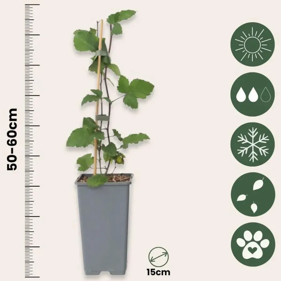 Planten|Bomen-Plant in a Box Aalbes - Set van 4 - Ribes rubrum 'Jonkheer van Tets' - Hoogte 50-60cm - ⌀15cm