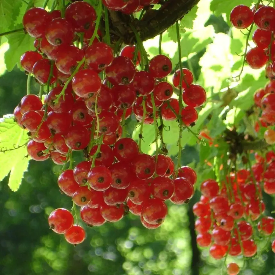 Planten|Bomen-Plant in a Box Aalbes - Set van 4 - Ribes rubrum 'Jonkheer van Tets' - Hoogte 50-60cm - ⌀15cm