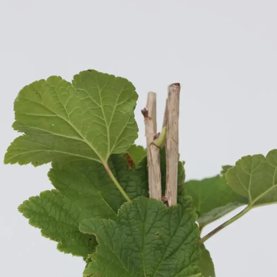 Planten|Bomen-Plant in a Box Aalbes - Set van 4 - Ribes rubrum 'Jonkheer van Tets' - Hoogte 50-60cm - ⌀15cm