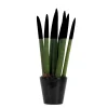 Kamerplanten-Plant in a Box Afrikaanse Speerplant - Sansevieria cylindrica - Hoogte 20-40cm - Pot 9cm