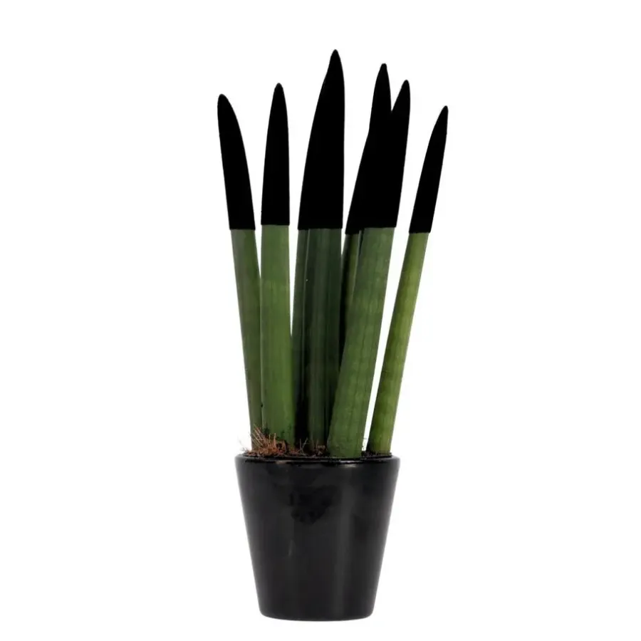 Kamerplanten-Plant in a Box Afrikaanse Speerplant - Sansevieria cylindrica - Hoogte 20-40cm - Pot 9cm