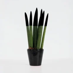 Kamerplanten-Plant in a Box Afrikaanse Speerplant - Sansevieria cylindrica - Hoogte 20-40cm - Pot 9cm