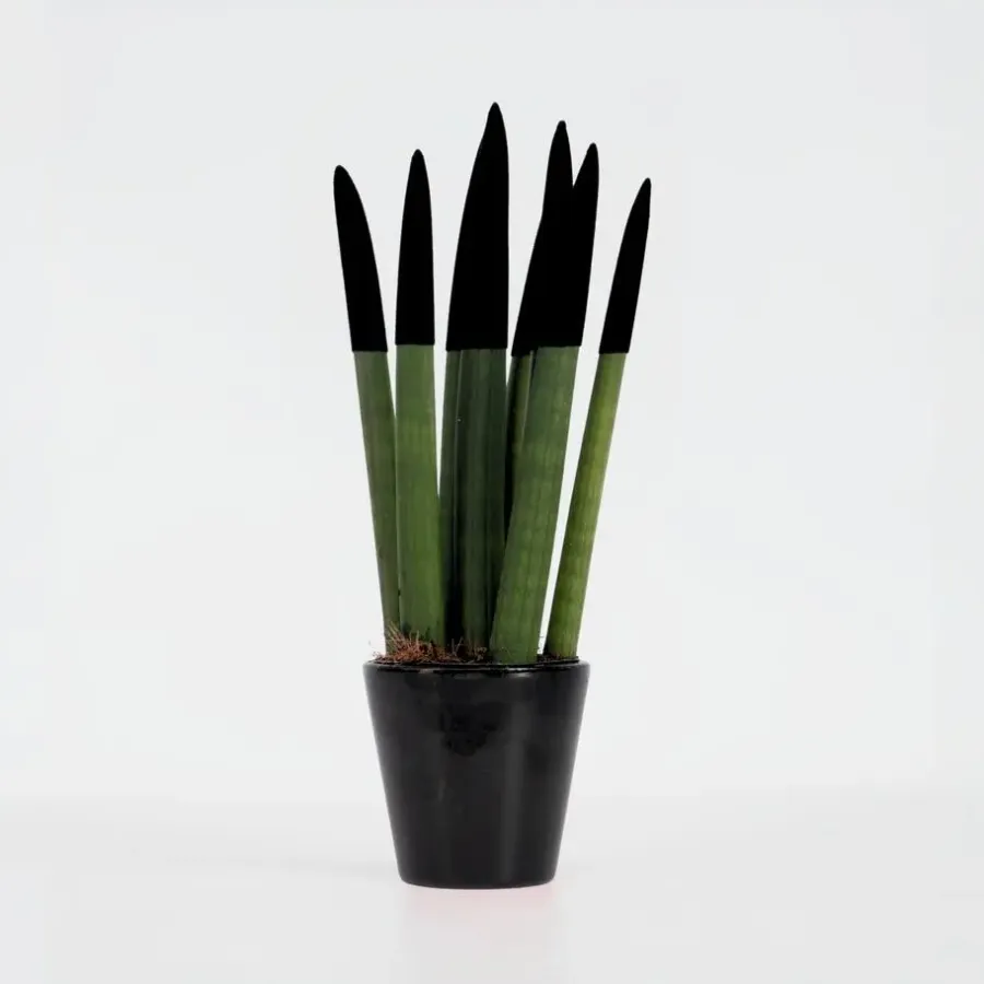 Kamerplanten-Plant in a Box Afrikaanse Speerplant - Sansevieria cylindrica - Hoogte 20-40cm - Pot 9cm