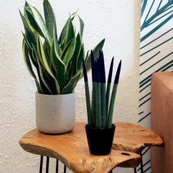 Kamerplanten-Plant in a Box Afrikaanse Speerplant - Sansevieria cylindrica - Hoogte 20-40cm - Pot 9cm