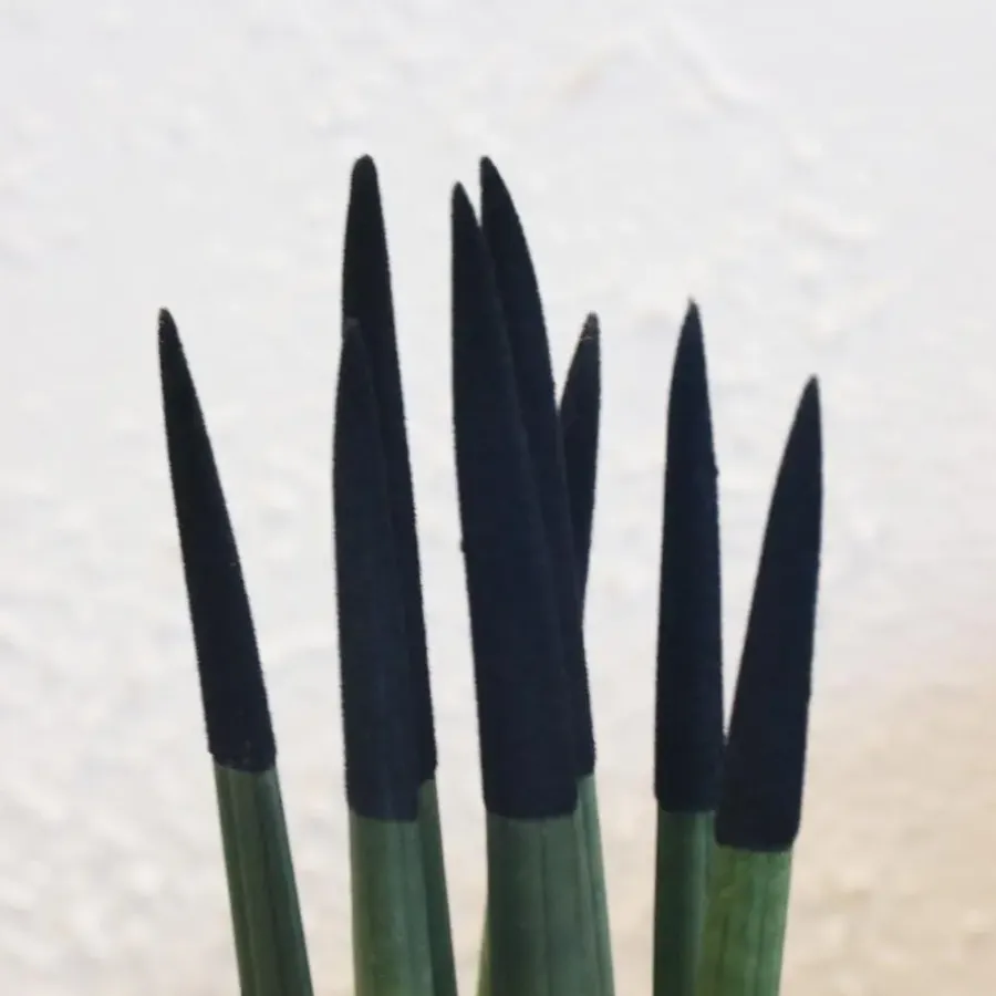 Kamerplanten-Plant in a Box Afrikaanse Speerplant - Sansevieria cylindrica - Hoogte 20-40cm - Pot 9cm