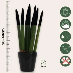 Kamerplanten-Plant in a Box Afrikaanse Speerplant - Sansevieria cylindrica - Hoogte 20-40cm - Pot 9cm
