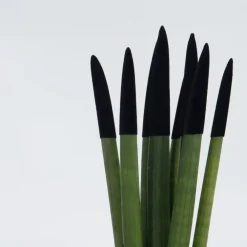 Kamerplanten-Plant in a Box Afrikaanse Speerplant - Sansevieria cylindrica - Hoogte 20-40cm - Pot 9cm