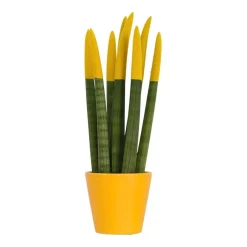 Kamerplanten-Plant in a Box Afrikaanse Speerplant - Sansevieria cylindrica - Hoogte 20-40cm - Pot 9cm