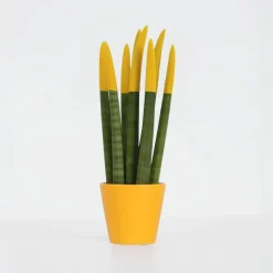 Kamerplanten-Plant in a Box Afrikaanse Speerplant - Sansevieria cylindrica - Hoogte 20-40cm - Pot 9cm