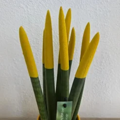Kamerplanten-Plant in a Box Afrikaanse Speerplant - Sansevieria cylindrica - Hoogte 20-40cm - Pot 9cm