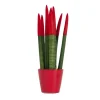 Kamerplanten-Plant in a Box Afrikaanse Speerplant - Sansevieria cylindrica - Hoogte 20-40cm - Pot 9cm