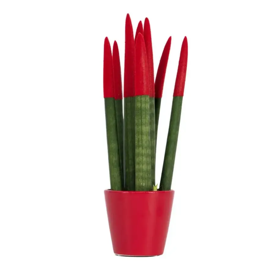 Kamerplanten-Plant in a Box Afrikaanse Speerplant - Sansevieria cylindrica - Hoogte 20-40cm - Pot 9cm