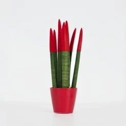Kamerplanten-Plant in a Box Afrikaanse Speerplant - Sansevieria cylindrica - Hoogte 20-40cm - Pot 9cm