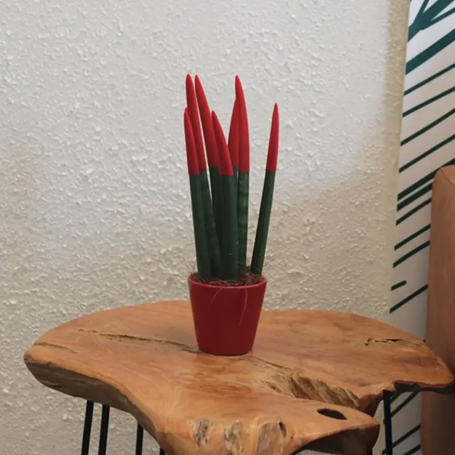 Kamerplanten-Plant in a Box Afrikaanse Speerplant - Sansevieria cylindrica - Hoogte 20-40cm - Pot 9cm