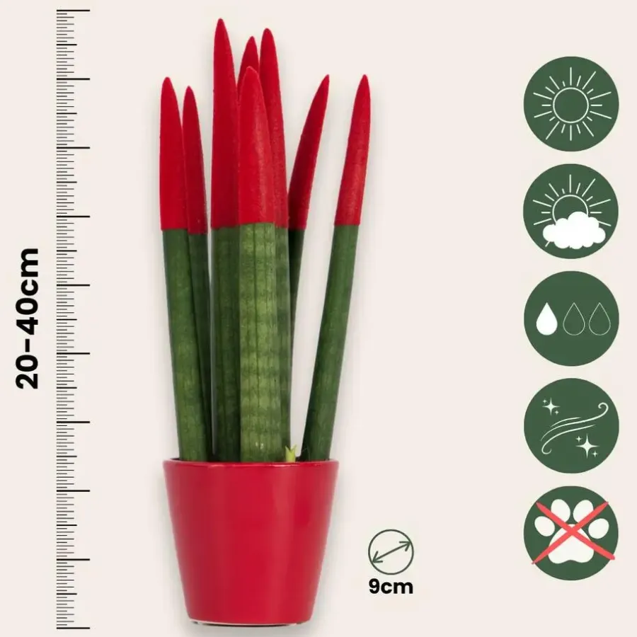 Kamerplanten-Plant in a Box Afrikaanse Speerplant - Sansevieria cylindrica - Hoogte 20-40cm - Pot 9cm