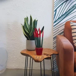 Kamerplanten-Plant in a Box Afrikaanse Speerplant - Sansevieria cylindrica - Hoogte 20-40cm - Pot 9cm