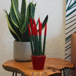 Kamerplanten-Plant in a Box Afrikaanse Speerplant - Sansevieria cylindrica - Hoogte 20-40cm - Pot 9cm
