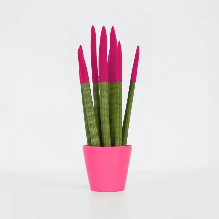 Plant in a Box Afrikaanse Speerplant - Sansevieria cylindrica - Hoogte 20-40cm - Pot 9cm
