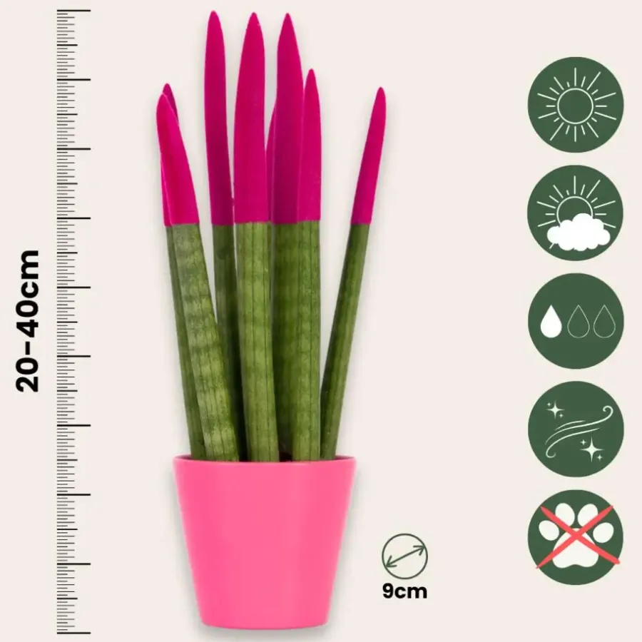 Plant in a Box Afrikaanse Speerplant - Sansevieria cylindrica - Hoogte 20-40cm - Pot 9cm