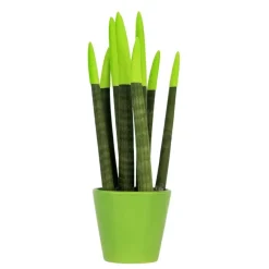 Kamerplanten-Plant in a Box Afrikaanse Speerplant - Sansevieria cylindrica - Hoogte 20-40cm - Pot 9cm
