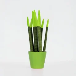 Kamerplanten-Plant in a Box Afrikaanse Speerplant - Sansevieria cylindrica - Hoogte 20-40cm - Pot 9cm