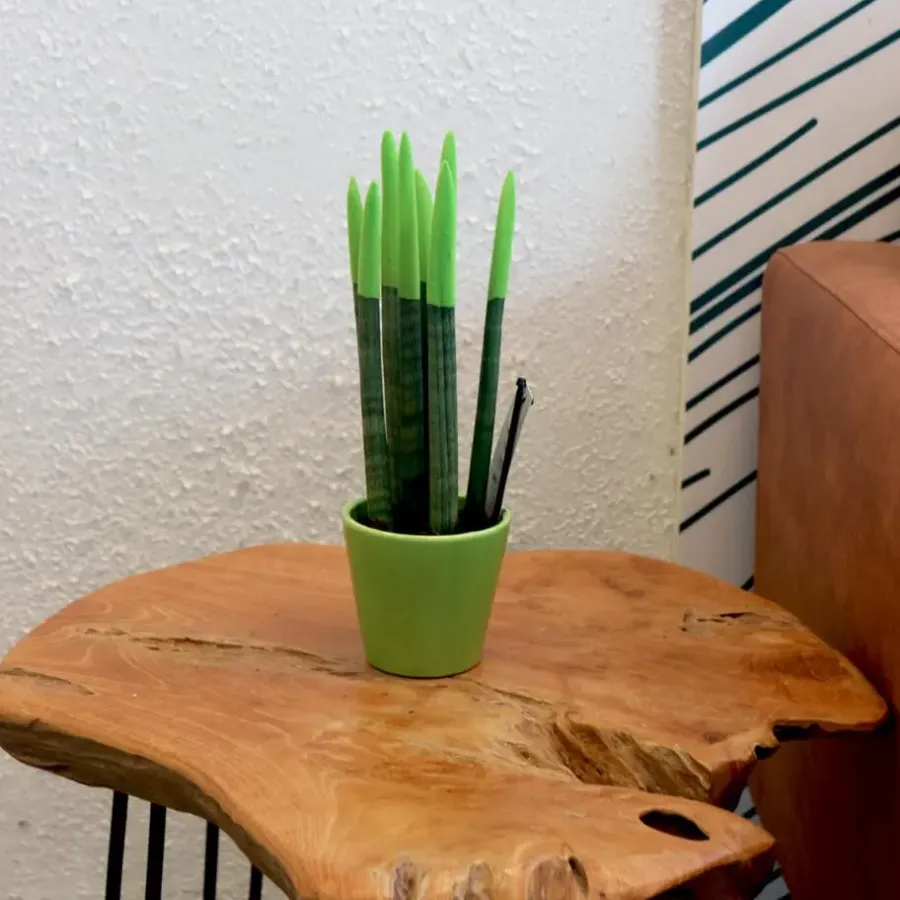 Kamerplanten-Plant in a Box Afrikaanse Speerplant - Sansevieria cylindrica - Hoogte 20-40cm - Pot 9cm