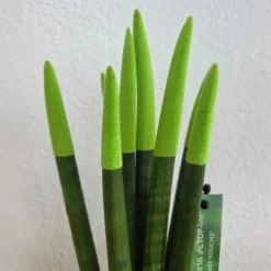 Kamerplanten-Plant in a Box Afrikaanse Speerplant - Sansevieria cylindrica - Hoogte 20-40cm - Pot 9cm