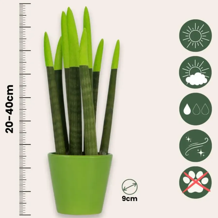 Kamerplanten-Plant in a Box Afrikaanse Speerplant - Sansevieria cylindrica - Hoogte 20-40cm - Pot 9cm