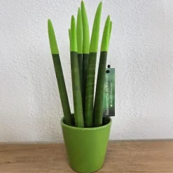 Kamerplanten-Plant in a Box Afrikaanse Speerplant - Sansevieria cylindrica - Hoogte 20-40cm - Pot 9cm
