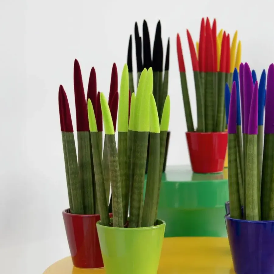 Kamerplanten-Plant in a Box Afrikaanse Speerplant - Sansevieria cylindrica - Hoogte 20-40cm - Pot 9cm