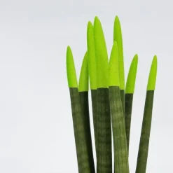 Kamerplanten-Plant in a Box Afrikaanse Speerplant - Sansevieria cylindrica - Hoogte 20-40cm - Pot 9cm