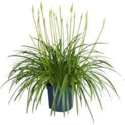 Plant in a Box Agapanthus - Agapanthus 'Amourette Blue' - Hoogte 65 cm - ø23 cm