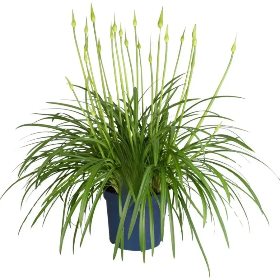Plant in a Box Agapanthus - Agapanthus 'Amourette Blue' - Hoogte 65 cm - ø23 cm