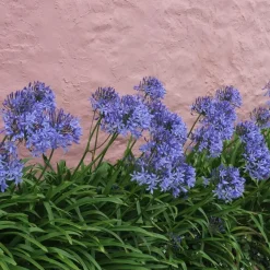 Plant in a Box Agapanthus - Agapanthus 'Amourette Blue' - Hoogte 65 cm - ø23 cm