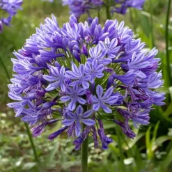 Plant in a Box Agapanthus - Agapanthus 'Amourette Blue' - Hoogte 65 cm - ø23 cm
