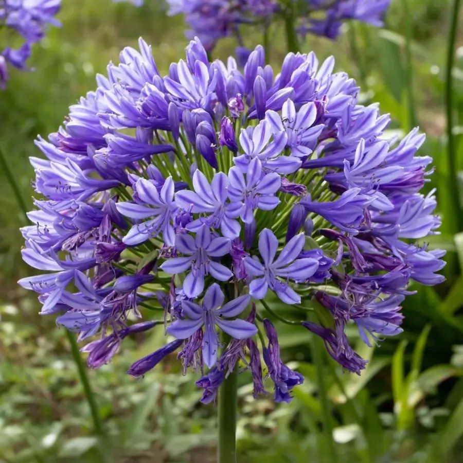 Plant in a Box Agapanthus - Agapanthus 'Amourette Blue' - Hoogte 65 cm - ø23 cm