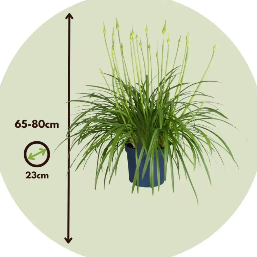 Plant in a Box Agapanthus - Agapanthus 'Amourette Blue' - Hoogte 65 cm - ø23 cm