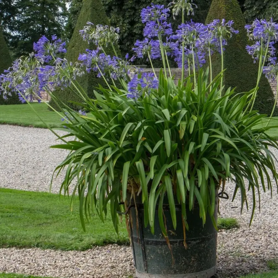 Plant in a Box Agapanthus - Agapanthus 'Amourette Blue' - Hoogte 65 cm - ø23 cm