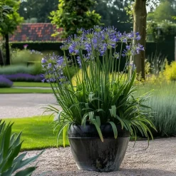 Plant in a Box Agapanthus - Agapanthus 'Amourette Blue' - Hoogte 65 cm - ø23 cm