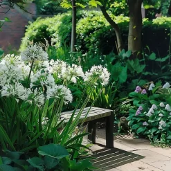 Plant in a Box Agapanthus - Agapanthus 'Amourette Blue' - Hoogte 65 cm - ø23 cm