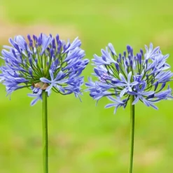 Plant in a Box Agapanthus - Agapanthus 'Amourette Blue' - Hoogte 65 cm - ø23 cm