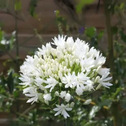 Plant in a Box Agapanthus - Agapanthus 'Amourette Blue' - Hoogte 65 cm - ø23 cm