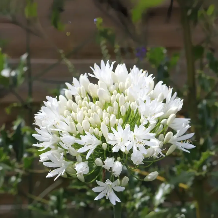 Plant in a Box Agapanthus - Agapanthus 'Amourette Blue' - Hoogte 65 cm - ø23 cm
