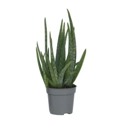 Plant in a Box Aloë vera - Aloe barbadensis - Hoogte 25-40cm - ⌀10,5cm