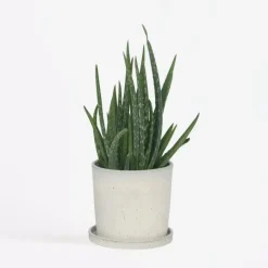 Plant in a Box Aloë vera - Aloe barbadensis - Hoogte 25-40cm - ⌀10,5cm